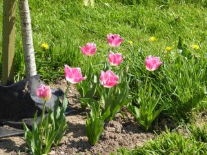 Eilidh's Tulips