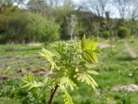 Rowan April leaves and flower buds