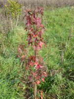 Some nice autumn colour left on the spare Rex tree