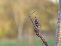 Rowan Feb bud