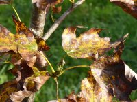 Eilidh October leaves