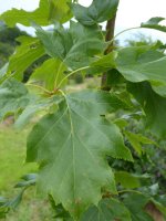 Eilidh June leaves