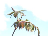 Rowan October leaves