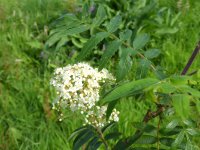 Rowan July flower