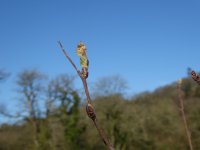 Rowan March bud