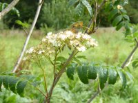 Rowan August flower