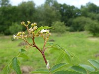 Rowan June late flower