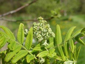 Rowan's Flower Buds